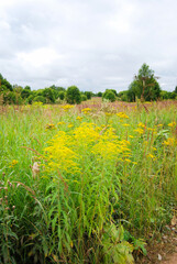 An overgrown field. Yellow flowers in the foreground. Cloudy. Summer village landscape. Tall grass and weeds overgrown in the field.