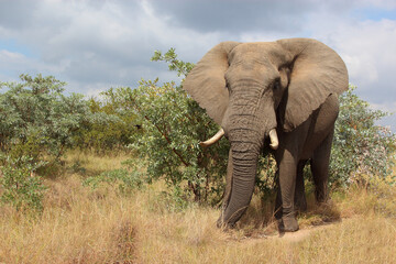Fototapeta premium Afrikanischer Elefant / African elephant / Loxodonta africana