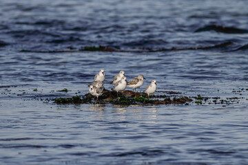 Sanderlings on a sea rock