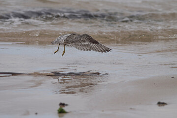 Sandpiper in flight
