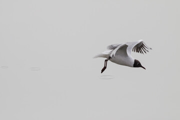 Tern in flight