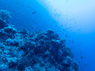 Naklejka na ściany i meble Scuba Diving in the Red Sea in Egypt