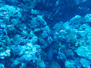 Naklejka na ściany i meble Moray Eel in the red sea