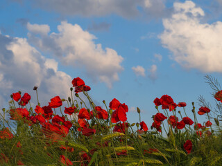A cereal field with bright red poppy flowers against a blue sky with white clouds