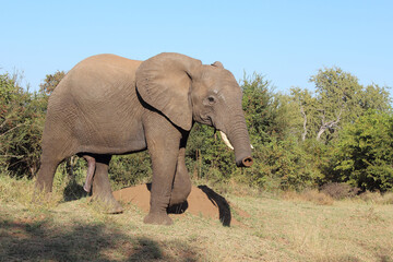 Obraz premium Afrikanischer Elefant / African elephant / Loxodonta africana