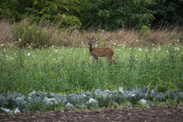 deer in the woods