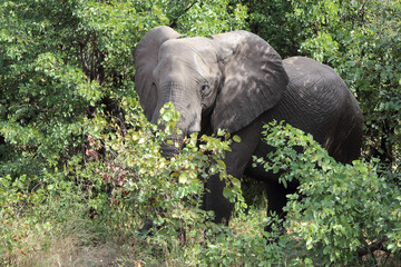 Afrikanischer Elefant / African elephant / Loxodonta africana