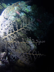 Diving in the Red Sea at Egypt