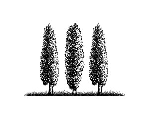 Cypress Vector silhouette. Conifer Cypress tree silhouettes on the white background	
