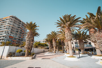 Palm trees on Los Cristianos beach on the island of Tenerife