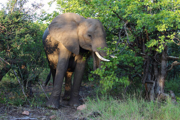 Fototapeta premium Afrikanischer Elefant / African elephant / Loxodonta africana