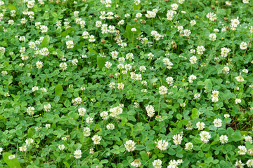 Flowers of white clover Trifolium repens.The plant is edible, medicinal. Grown as a fodder plant.