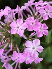 Close up pink phlox flowers for floriculture collection