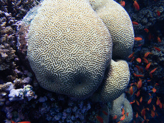 Close up of a Coral