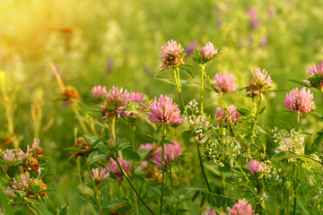 Trifolium pratense, red clover, is herbaceous species of flowering plant in beat family Fabaceae, Selective focus. Sunset