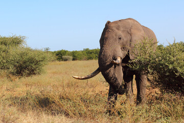 Fototapeta premium Afrikanischer Elefant / African elephant / Loxodonta africana