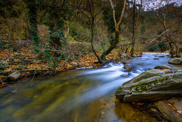 stream in the forest