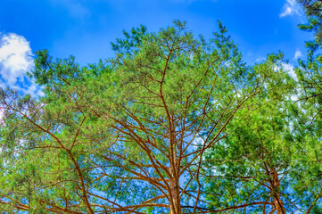 Fototapeta premium Big pine tree during summer day in Zlatibor, Serbia.