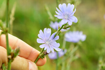 Chicory blue flower blooming in nature, floral background with copy space