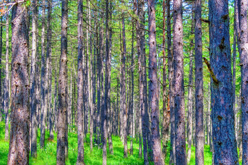 Fototapeta premium Pine trees forest during summer day in Zlatibor, Serbia.