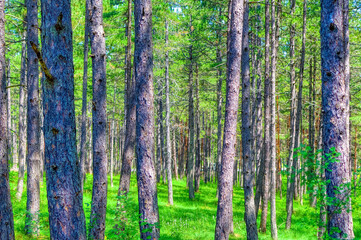 Fototapeta na wymiar Pine trees forest during summer day in Zlatibor, Serbia.