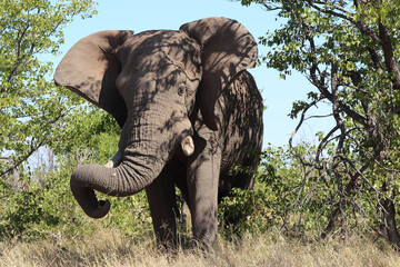 Fototapeta premium Afrikanischer Elefant / African elephant / Loxodonta africana