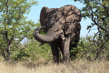 Obraz premium Afrikanischer Elefant / African elephant / Loxodonta africana