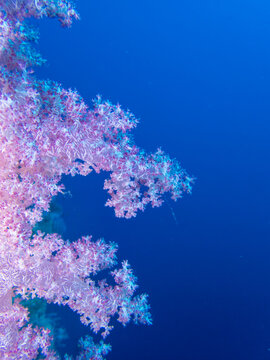 Close up of a Coral