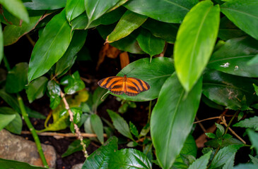 Close up of Orange tiger butterfly (Dryadula phaetusa)
