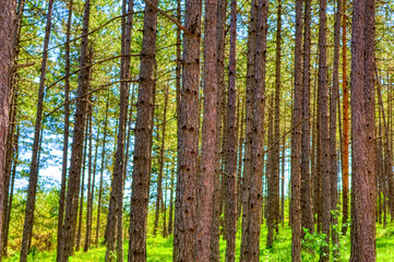 Pine trees forest during summer day in Zlatibor, Serbia.