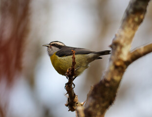 Photograph of a Bananaquit. The bird was found on the Porto Alegre, in Rio Grande do Sul, Brazil.