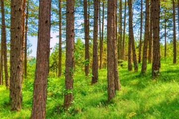 Pine trees forest during summer day in Zlatibor, Serbia.