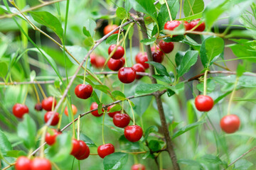 Obraz premium Branch of sour cherry tree with ripe red berries on a blurred background selective focus.