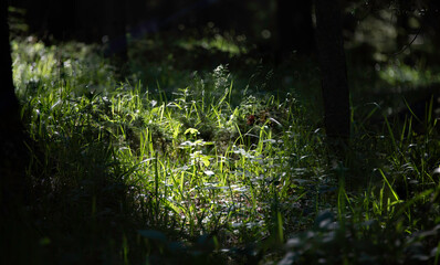Sunlight in the Grass Under the Canopy
