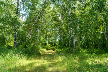 Rural road in a summer forest, light wind, landscape