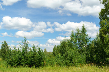 Summer landscape forest background blue sky, flying clouds. Space for copying text