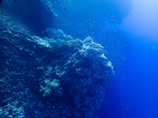 Diving in the Red Sea at Egypt