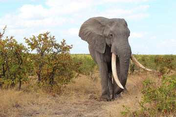 Afrikanischer Elefant / African elephant / Loxodonta africana