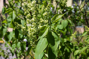 Lilac branches with green leaves close up