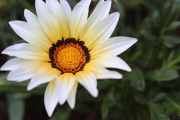 nature, flowers and the sky