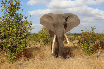 Afrikanischer Elefant / African elephant / Loxodonta africana