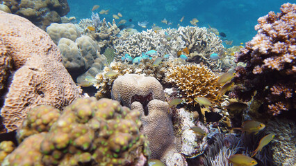 Naklejka na ściany i meble Sealife, Diving near a coral reef. Beautiful colorful tropical fish on the lively coral reefs underwater. Leyte, Philippines.