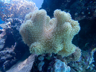 Close up of a Coral
