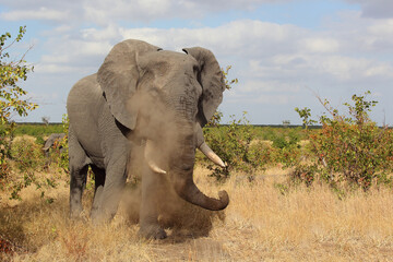 Afrikanischer Elefant / African elephant / Loxodonta africana