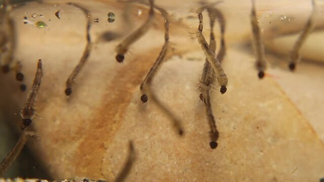 Mosquito larvae.
larva hangs upside down from surface of water, developed from eggs.
Breathe through siphon tube, fish food.
Life cycle of Mosquitoes larvae, gnats, .
larva, wigglers.
Insects, Bugs