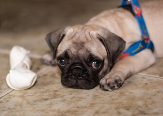 pug puppy playing with bone on the ground