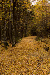 Obraz premium Autumn park and forest under clear clear sky