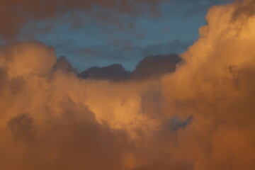 Fototapeta premium nature, flowers and the sky