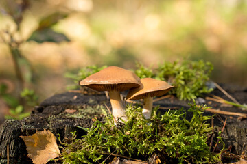 Harvesting forest mushrooms from ecologically clean places