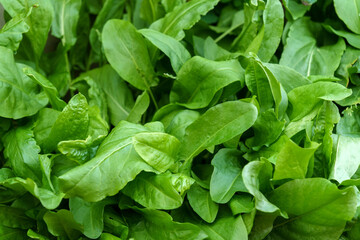 Green leaves of sorrel. Vegetable culture and medicinal plant Rumex acetosa, rich in vitamins and minerals. Selective focus